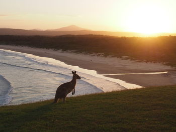 Kangaroo australia