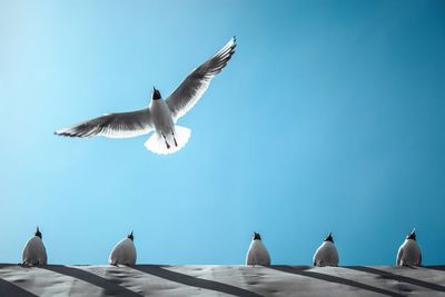 Low angle view of seagulls flying