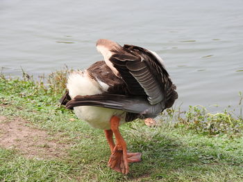 Duck on lakeshore