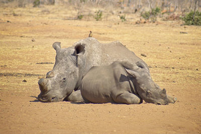 View of an animal lying on land