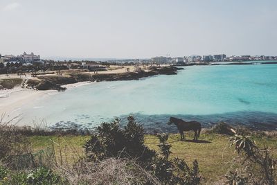 High angle view of cows on river