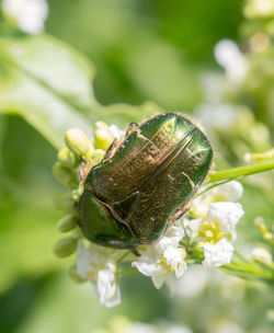 Close-up of insect on flower