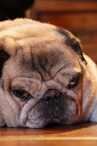 Close-up portrait of dog relaxing at home