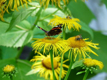 Honey bee on yellow flower