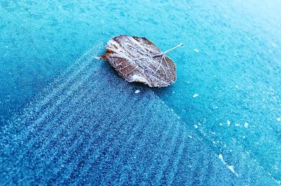 High angle view of insect on blue water