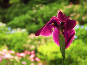 Close-up of pink rose flower
