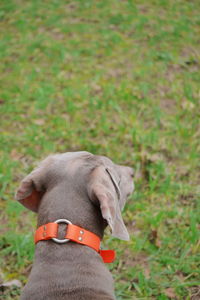 Close-up of dog