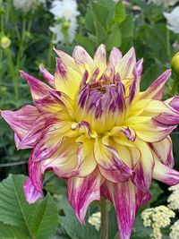 Close-up of pink lotus water lily