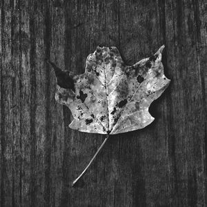 High angle view of leaf on table