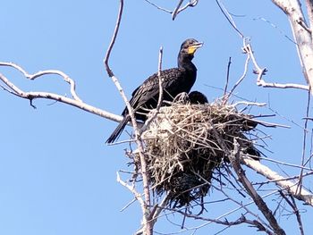 Low angle view of bird perching on tree against sky