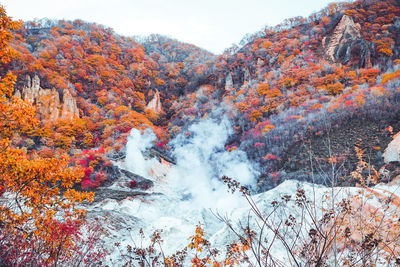 Autumn trees in forest