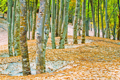 Trees growing in forest during autumn