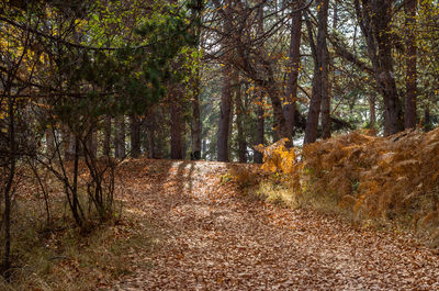 Footpath amidst trees in forest during autumn