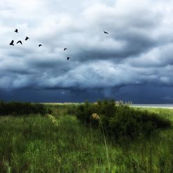 Birds flying over field against sky