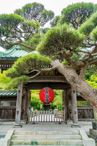 Lantern hanging by tree against building