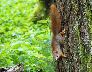 Close-up of squirrel on tree trunk