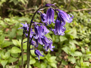 Close-up of purple flowering plant