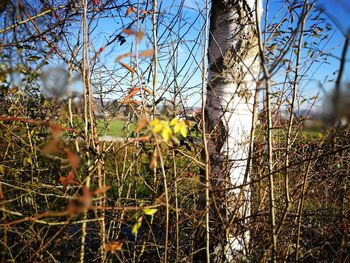 Close-up of yellow flowers against sky