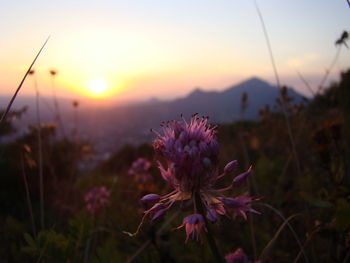 Close-up of pink flowering plant on field against sky during sunset
