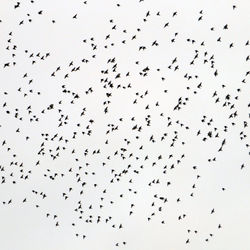 Flock of birds flying in sky