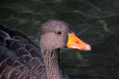 Close-up of bird