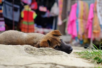 Close-up of a dog resting