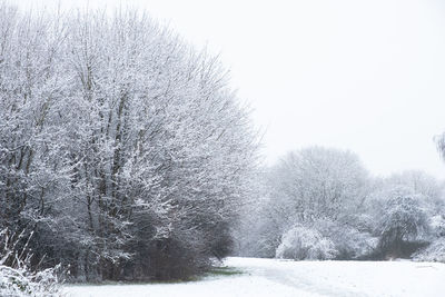 Frozen trees on field against clear sky