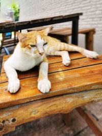 Cat sitting on bench