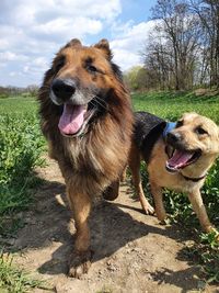 View of dog sticking out tongue on field