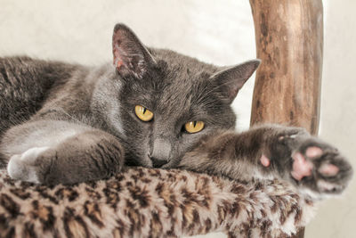 Portrait of cat lying on pet bed