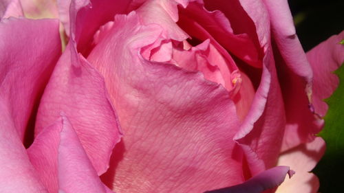 Close-up of fresh pink rose