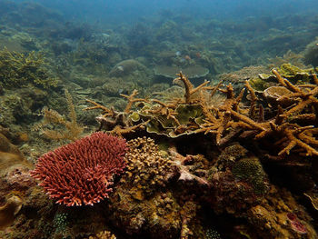 Beautiful coral found at coral reef area at tioman island, malaysia