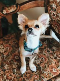 High angle view of portrait of dog