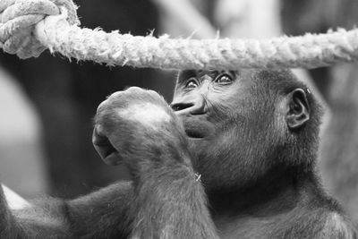 Close-up of monkey in zoo