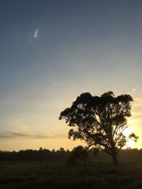 Silhouette tree on field against sky at sunset