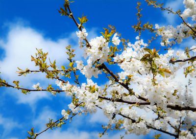 Low angle view of apple blossoms in spring