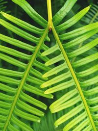 Close-up of green leaves