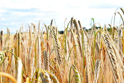 Close-up of wheat growing on field against sky