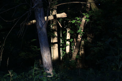 Trees in forest at night