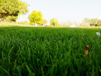 Scenic view of grassy field