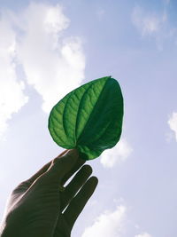 Close-up of hand holding leaf against sky