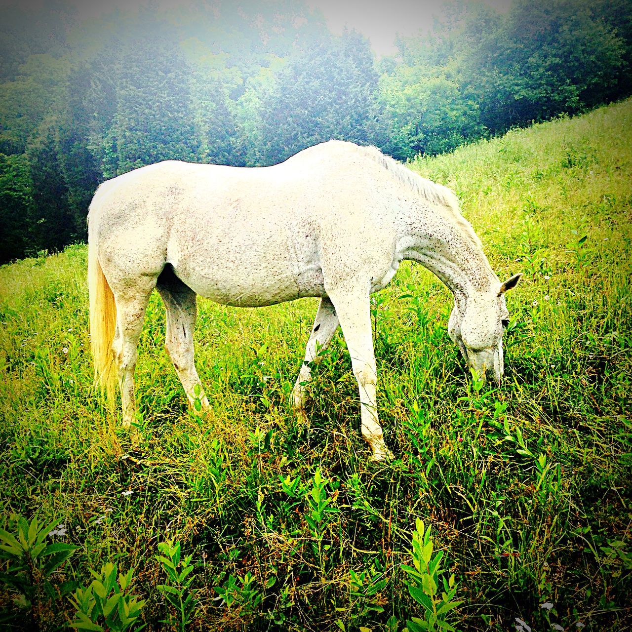 grass, field, animal themes, grassy, green color, animal representation, human representation, art and craft, art, nature, no people, sunlight, day, sculpture, creativity, outdoors, statue, white color, wildlife, plant