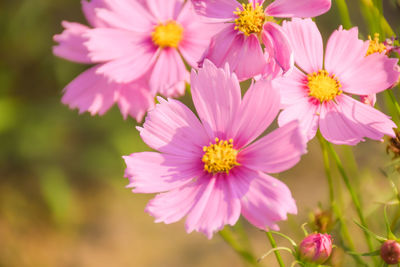 Close-up of pink cosmos flowers