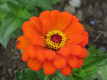 Close-up of orange flower