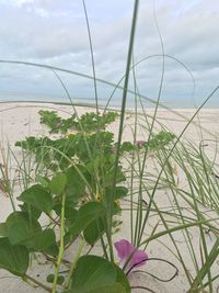 Close-up of flowers growing in sea