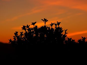 Silhouette plants against orange sky