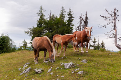 Horse standing in a field