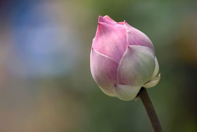 Close-up of pink lotus flower bud