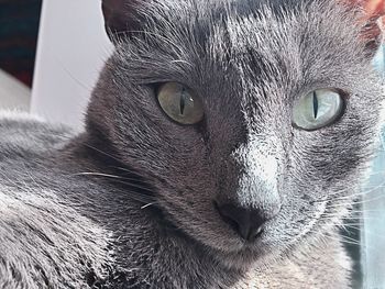 Close-up portrait of cat