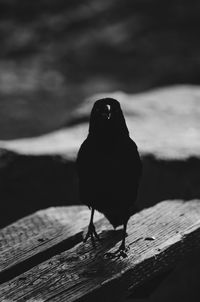 Close-up of bird perching on wood